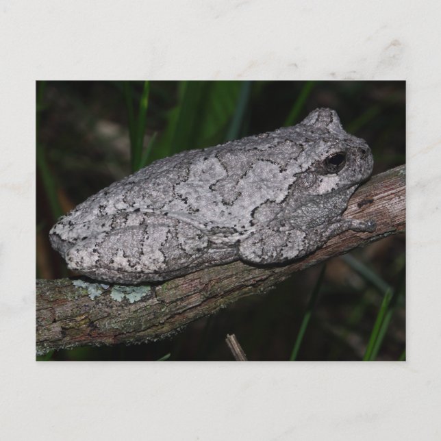 Carte Postale Grenouille à arbre gris (Devant)