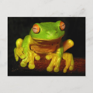 Carte Postale Grenouille à arbre rouge