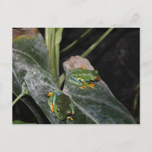 Carte Postale Grenouille à arbre rouge # 1