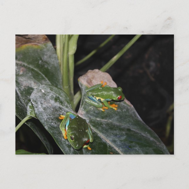 Carte Postale Grenouille à arbre rouge # 1 (Devant)