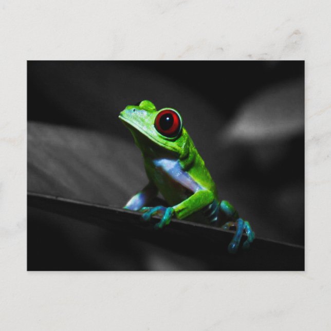 Carte Postale Grenouille à arbre rouge III (Devant)