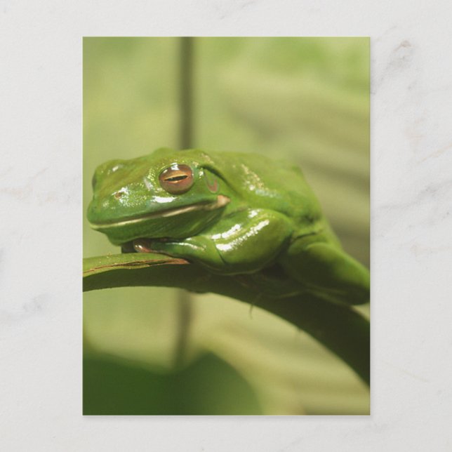 Carte Postale Grenouille à arbre vert (Devant)