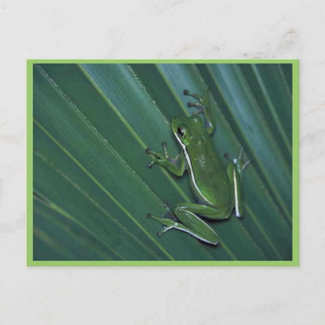 Carte Postale Grenouille à arbre vert (Devant)