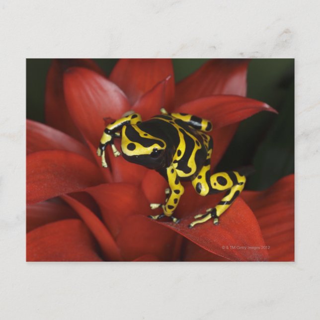 Carte Postale Grenouille à bandes orange Dendrobates leucomelas (Devant)