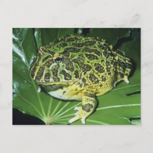 Carte Postale Grenouille à cornes ornées, (Ceratophrys ornata),