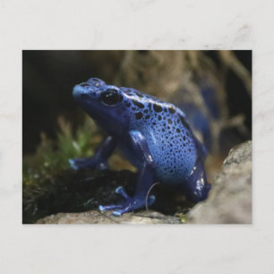 Carte Postale Grenouille à flèches de poison bleu