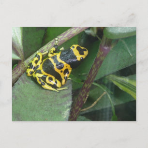 Carte Postale Grenouille à flèches de poison jaune
