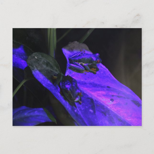 Carte Postale Grenouille à oeil rouge # 2 (Devant)