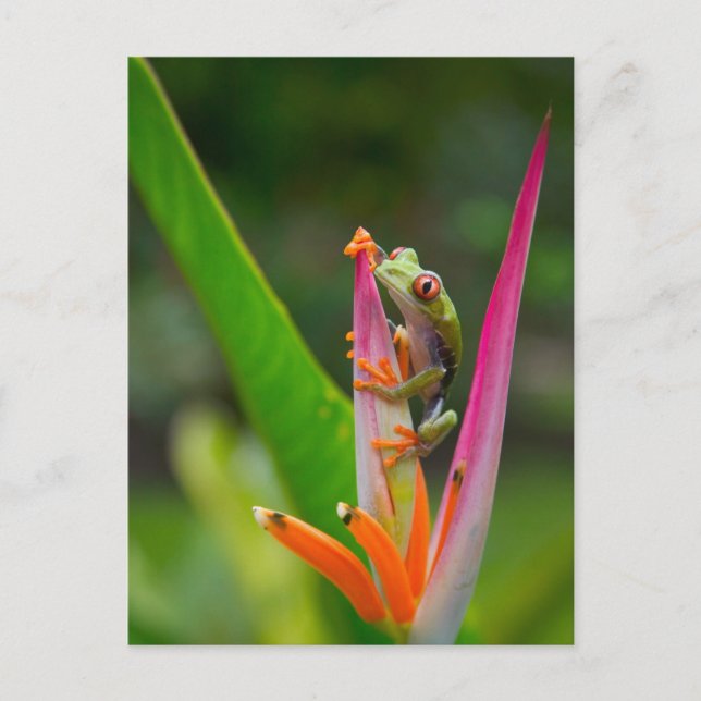 Carte Postale Grenouille à oeil rouge, Costa Rica (Devant)