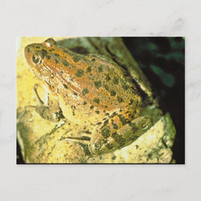 Carte Postale Grenouille à pattes rouges (Devant)