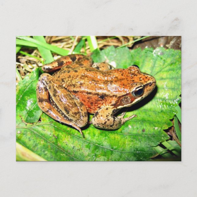 Carte Postale Grenouille à pattes rouges (Devant)