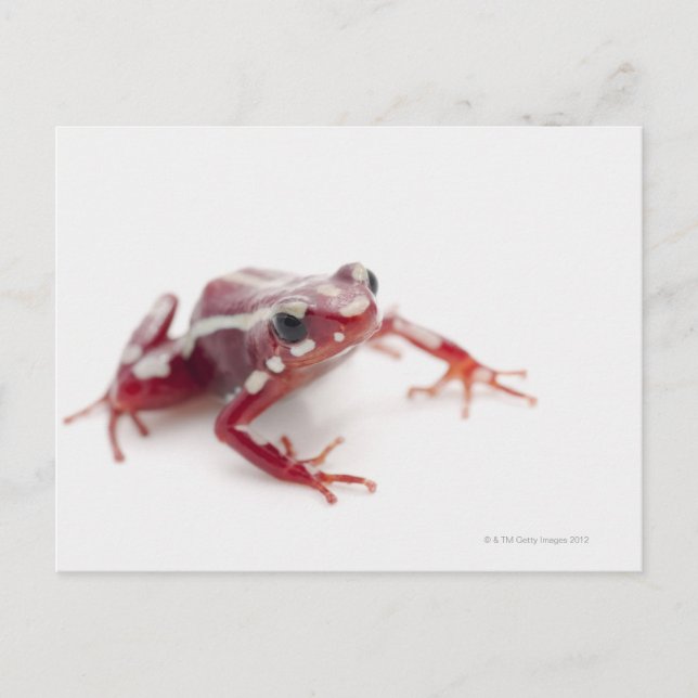 Carte Postale Grenouille à poison rayée blanche 2 (Devant)