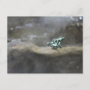 Carte Postale Grenouille à poison verte et noire # 1