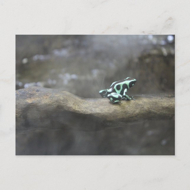 Carte Postale Grenouille à poison verte et noire # 1 (Devant)