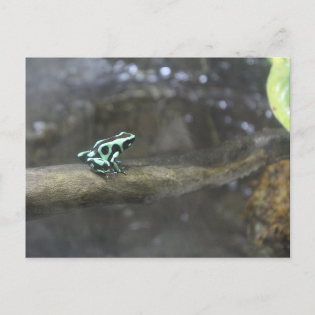 Carte Postale Grenouille à poison verte et noire # 2 (Devant)