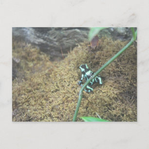 Carte Postale Grenouille à poison verte et noire # 5