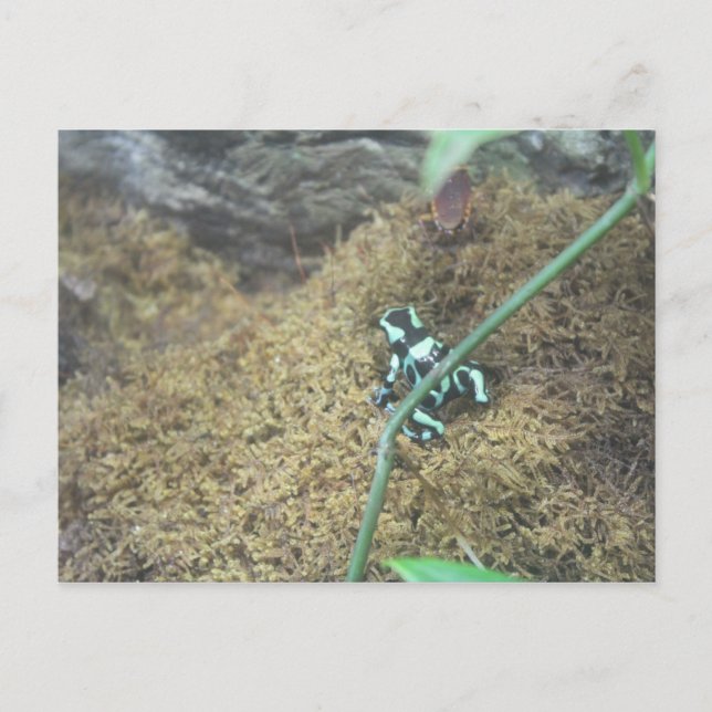 Carte Postale Grenouille à poison verte et noire # 5 (Devant)