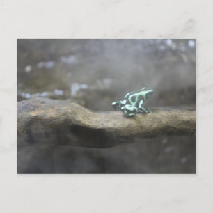 Carte Postale Grenouille à poison verte et noire # 7