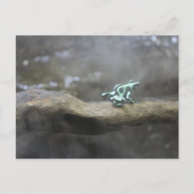 Carte Postale Grenouille à poison verte et noire # 7 (Devant)