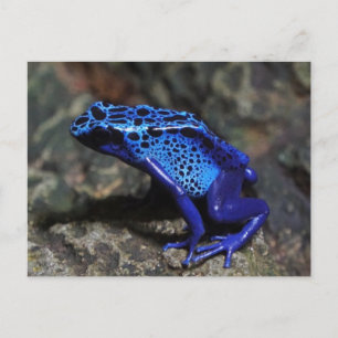 Carte Postale Grenouille à tarte à poison bleu, grenouille bleue