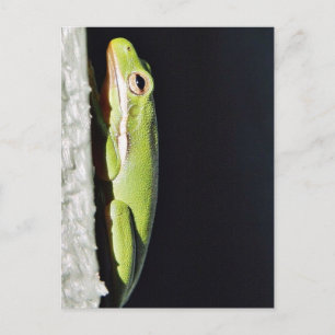 Carte Postale Grenouille Amphibienne Grenouille verte sur le mur