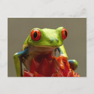 Carte Postale Grenouille arborescente aux yeux rouges