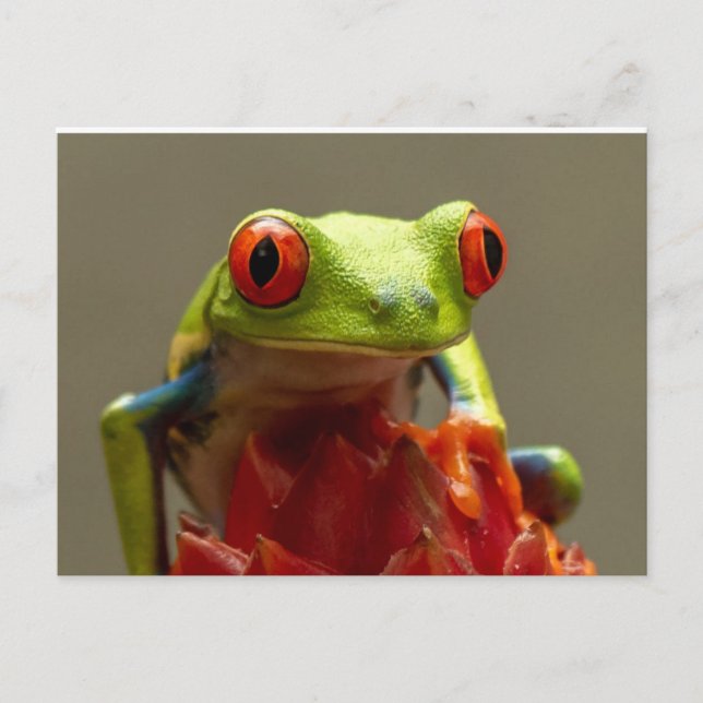Carte Postale Grenouille arborescente aux yeux rouges (Devant)