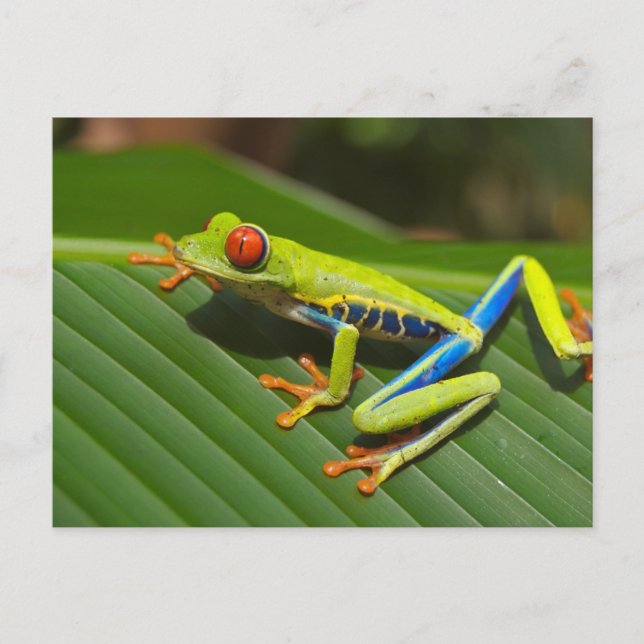 Carte Postale Grenouille arboricole (Devant)