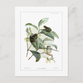 Carte Postale Grenouille arboricole