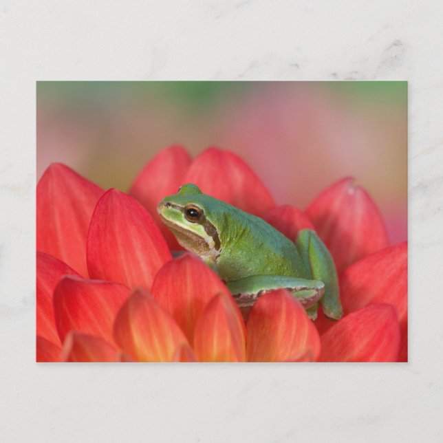 Carte Postale Grenouille arboricole du Pacifique sur des fleurs  (Devant)