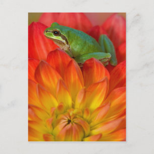 Carte Postale Grenouille arboricole du Pacifique sur des fleurs