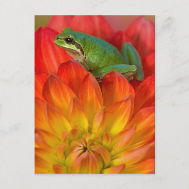 Carte Postale Grenouille arboricole du Pacifique sur des fleurs (Devant)