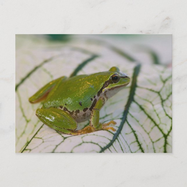 Carte Postale Grenouille arboricole du Pacifique sur des fleurs  (Devant)