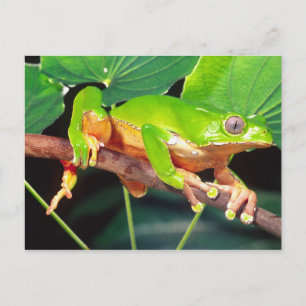 Carte Postale Grenouille arboricole singe bicolore géante, Phyll