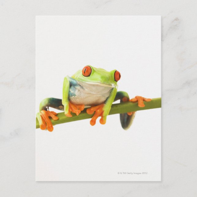 Carte Postale Grenouille arboricole sur la tige (Devant)