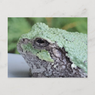 Carte postale Grenouille Arbre