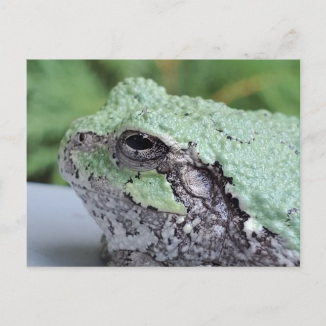Carte postale Grenouille Arbre (Devant)