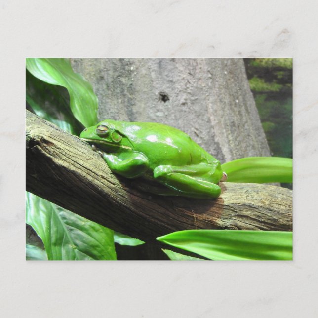 Carte postale Grenouille Arbre (Devant)