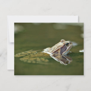 Carte Postale Grenouille assise dans l'eau