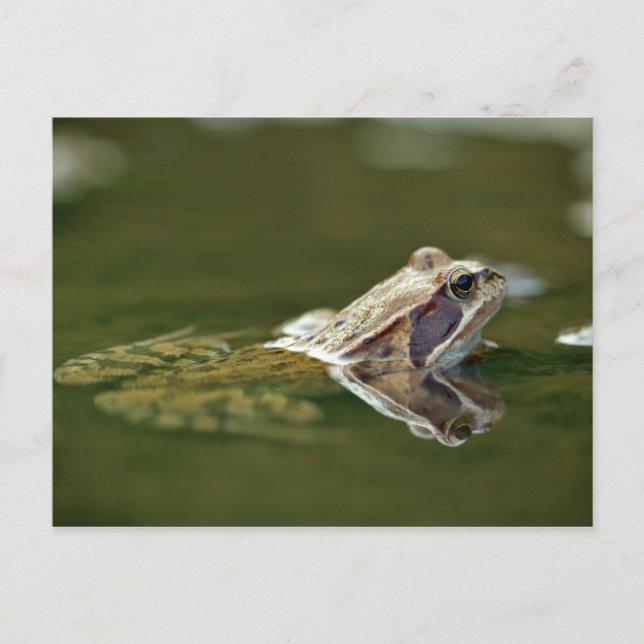Carte Postale Grenouille assise dans l'eau (Devant)