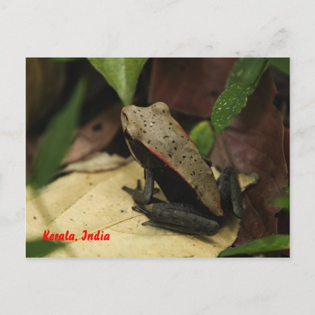 Carte Postale Grenouille au Kerala, Inde (Devant)