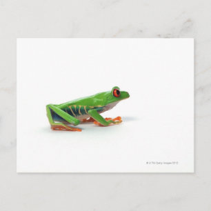 Carte Postale Grenouille aux yeux rouges