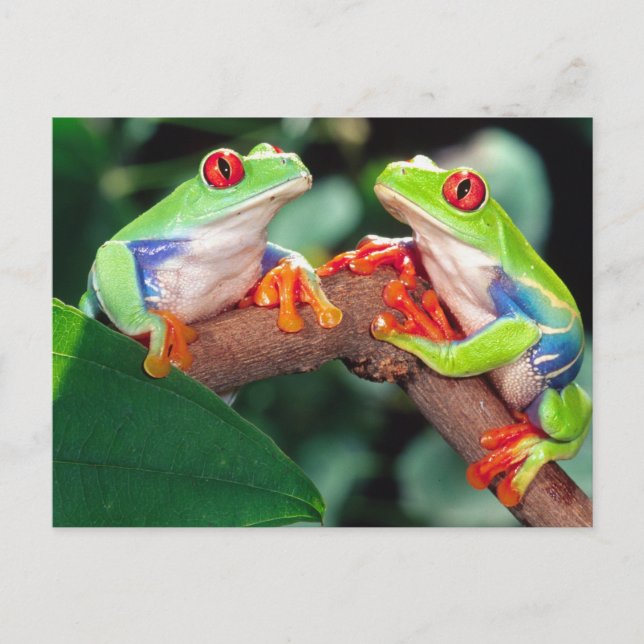 Carte Postale Grenouille aux yeux rouges, Agalychinis callidryas (Devant)