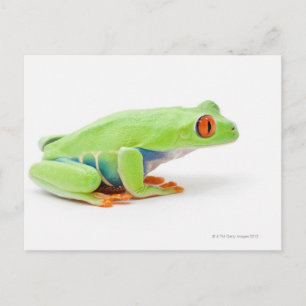 Carte Postale Grenouille aux yeux rouges (Agalychnis Callidryas)