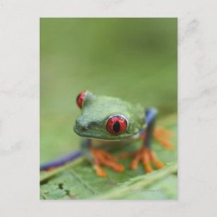 Carte Postale Grenouille aux yeux rouges (Agalychnis callidryas)