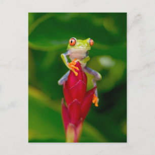 Carte Postale Grenouille aux yeux rouges, Costa Rica