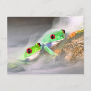 Carte Postale Grenouille aux yeux rouges dans le brouillard, Aga