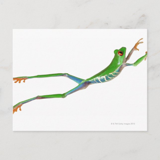Carte Postale Grenouille aux yeux rouges saut (Devant)