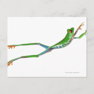 Carte Postale Grenouille aux yeux rouges saut
