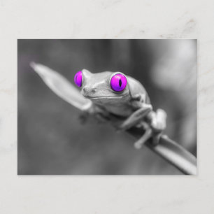 Carte Postale Grenouille aux yeux violets